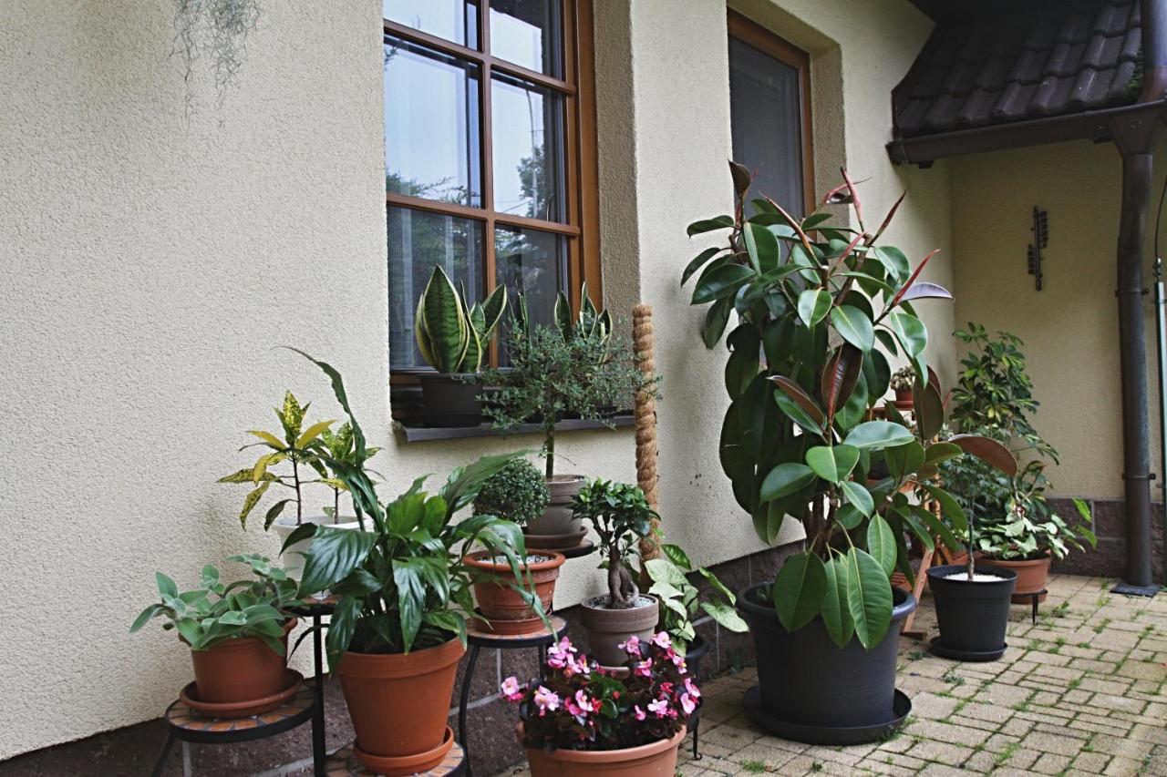 Ubytovani Zdarske Vrchy Světnov Exteriör bild